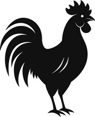 rooster isolated on white background