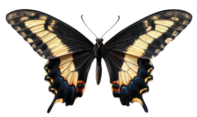 Detailed close-up of a butterfly with intricate wings