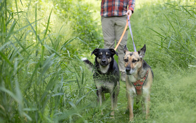 Two mixed-breed dogs on leashes stand in tall summer grass, led by a man in trekking pants and a...