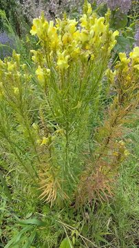 Common Toadflax Swaying in Summer Breeze