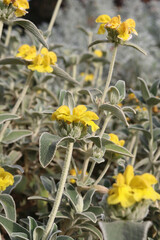 yellow flowers of perennial jerusalem sage plant