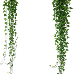 Two strands of green ivy hang isolated on transparent background