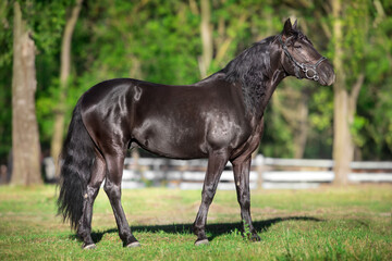 Obraz premium Black stallion with long mane in bridle