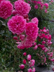 Fototapeta premium Romantic pink rose bushes close up view, floral blooming garden