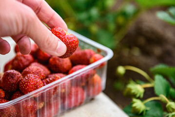 Woman farmer collecting a harvest of ripe strawberries.  Harvesting fresh organic strawberries.
