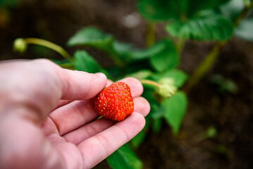 Woman farmer collecting a harvest of ripe strawberries.  Harvesting fresh organic strawberries.