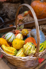 A woven basket filled with a variety of colorful gourds and pumpkins, showcasing the essence of...