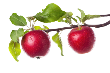 Two red apples on a branch with leaves