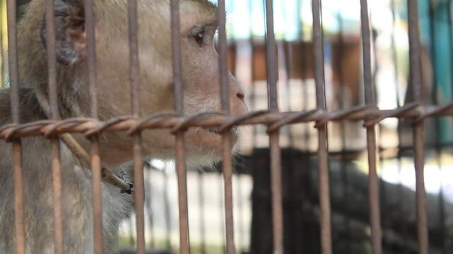 Close-up of a monkey behind rusty metal bars in a cage. The expression reveals sadness and captivity, suitable for themes of wildlife, animal rights, or ethical treatment.