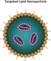 Targeted Lipid Nanoparticle Design Vector Illustration
