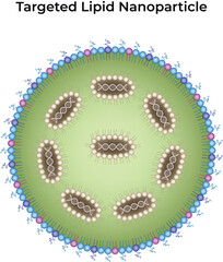 Targeted Lipid Nanoparticle Design Vector Illustration
