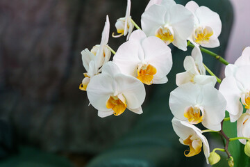 Beautiful white orchid flower Phalaenopsis, known as the Moth Orchid or Phal on dark gray background. A lovely idea for any design.