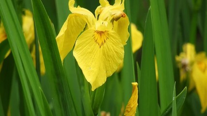 [4K] Vibrant Yellow Flowers of Yellow Iris (Iris pseudacorus) Blooming in Hirosaki Park Wetland 【4K】弘前公園の湿原を彩るキショウブ（黄菖蒲）の鮮やかな黄色い花風景 撮影日：20250612-1
