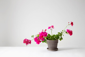  geranium in pot on white background