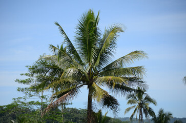 coconut tree with blue sky background