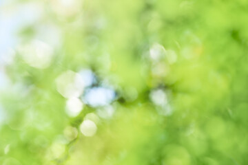 Abstract Fresh green background Bokhe