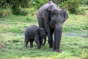 HABARANA, SRI LANKA - JULY 13, 2024 : An elephant and  young calf grazes on grassland within Minneriya National Park at Habarana in central Sri Lanka.