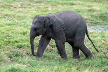 HABARANA, SRI LANKA - JULY 13, 2024 : A  young elephant calf grazes on grassland within Minneriya National Park at Habarana in central Sri Lanka.