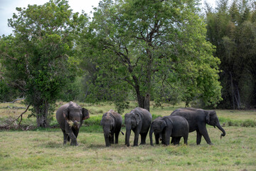HABARANA, SRI LANKA - JULY 13, 2024 : A herd of elephants graze on grassland within Minneriya National Park at Habarana in central Sri Lanka.
