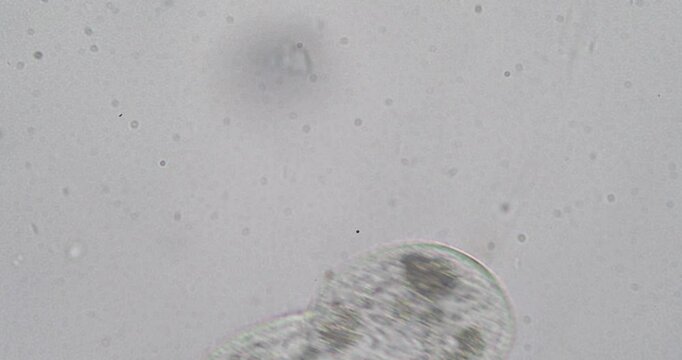 Microscopic view of paramecium aurelia moving and rotating