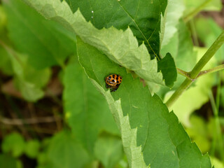 Small spotted beetle resting on a vibrant green leaf