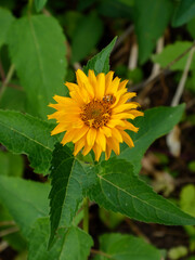 Bright yellow daisy-like flower with a ladybug on its petals