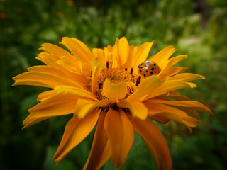 Close-up of a spotted ladybug on a bright yellow flower