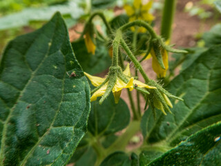 Yellow blossoms and hairy stems of a growing tomato plant
