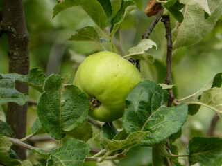 Bright green unripe apple hangs from a tree branch amongst lush leaves
