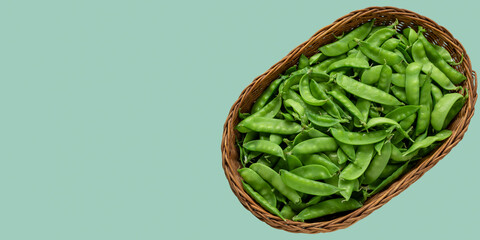 Top view of freshly harvested sugar snap peas in a wicker basket. Plain peppermint color background. Flat lay, copy space.