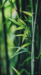 Obraz premium Bamboo leaves and bamboo forests