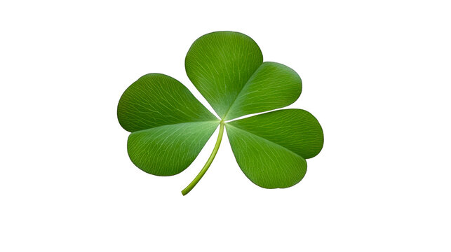 Fresh green three leaf clover plant, isolated, cut out transparent