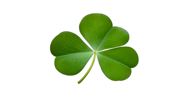 Fresh green three leaf clover plant, isolated, cut out transparent