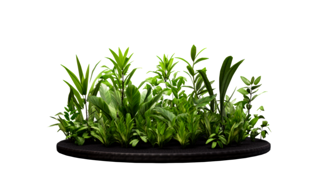 Botanical garden composition, jungle foliage display, cut out transparent