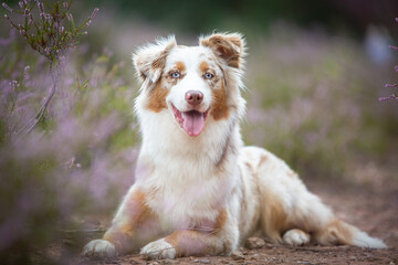 Beautiful Aussie Dog in Blooming Heath