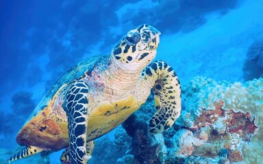 Underwater encounter with a vibrant sea turtle in a coral reef setting