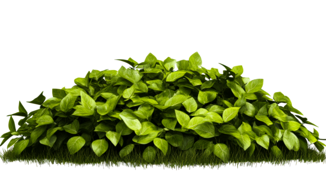 Green Lush Foliage Overgrown With Grass, cut out transparent