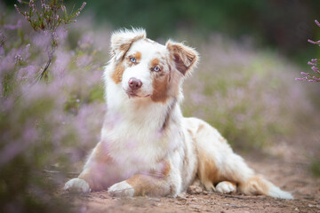 Beautiful Aussie Dog in Blooming Heath