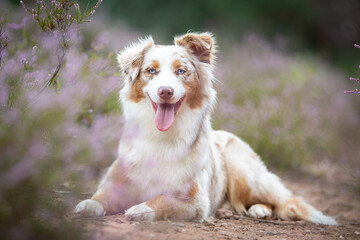 Beautiful Aussie Dog in Blooming Heath