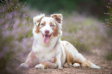 Beautiful Aussie Dog in Blooming Heath
