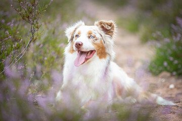 Beautiful Aussie Dog in Blooming Heath