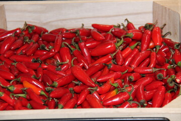 A Box of Bright Red Fresh Chilli Peppers.