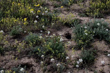 Steppe ground with wildflowers and small animal burrows in spring