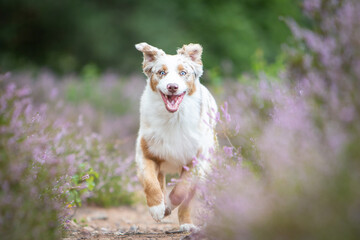 Australian Shepherd in a Peaceful Heathland