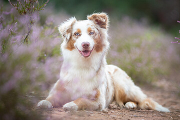 Australian Shepherd in a Peaceful Heathland