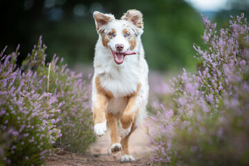 Australian Shepherd in a Peaceful Heathland