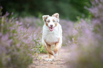 Australian Shepherd in a Peaceful Heathland