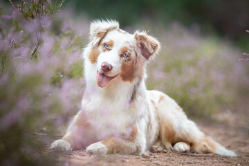 Australian Shepherd in a Peaceful Heathland