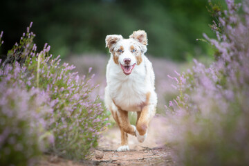Australian Shepherd in a Peaceful Heathland