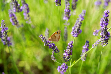 Close-up of butterfly Maniola Jurtina at blossom of lavender on a sunny summer day. Photo taken July 2nd, 2025, Zurich, Switzerland.